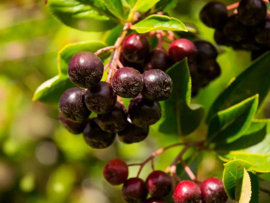 How to Grow Huckleberry Shrubs – Tart Berries You Can Eat in Late Summer 2 red Huckleberry