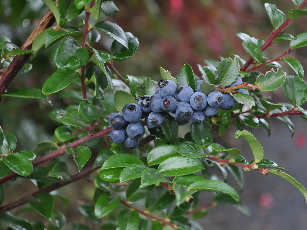 How to Grow Huckleberry Shrubs – Tart Berries You Can Eat in Late Summer 3 Wet huckleberries on a branch after rainfall, surrounded by vibrant green foliage.