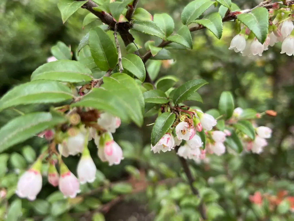 How to Grow Huckleberry Shrubs – Tart Berries You Can Eat in Late Summer 4 Close-up of small white and pink bell-shaped huckleberry flowers blooming in spring.