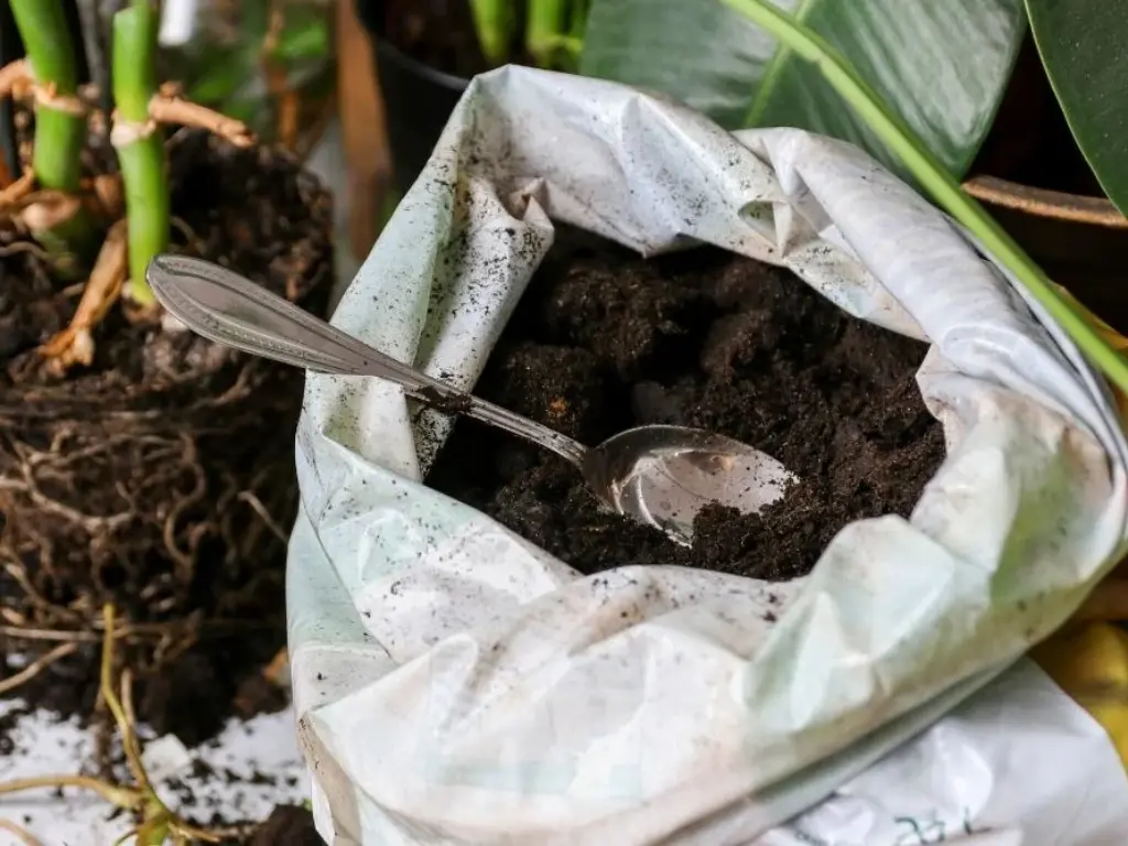 Pink Princess Philodendron Care: A Guide to Growing This Stunning Pink Variegated Houseplant 2 Open bag of potting soil with spoon next to Pink Princess Philodendron roots.