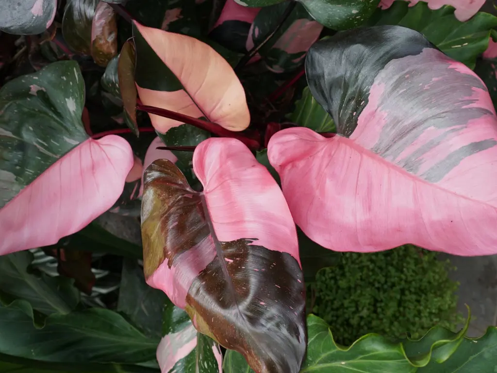 Pink Princess Philodendron Care: A Guide to Growing This Stunning Pink Variegated Houseplant 1 Pink Princess Philodendrons