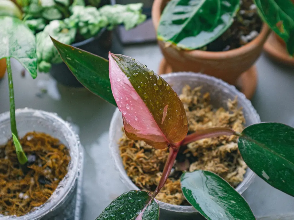 Pink Princess Philodendron Care: A Guide to Growing This Stunning Pink Variegated Houseplant 4 Small Pink Princess Philodendron in a clear plastic pot with moss and visible water droplets.