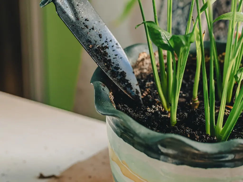 Pink Princess Philodendron Care: A Guide to Growing This Stunning Pink Variegated Houseplant 3 Pot with green foliage and garden trowel applying soil, representing plant care and feeding.