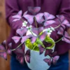 Oxalis Triangularis Plant Live Purple Shamrock Houseplant 5-8 Inch Indoor Foliage