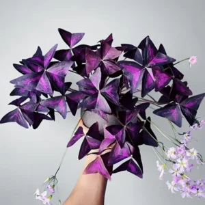 Oxalis Triangularis Purple Shamrock Live Plant 4-9 Inch Indoor Houseplant