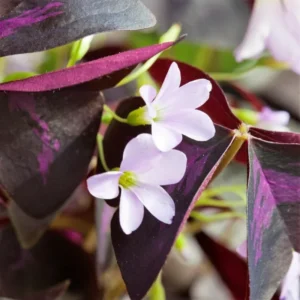 Oxalis Triangularis Purple Shamrock Live Plant 4-9 Inch Indoor Houseplant