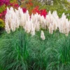 Pampas Grass White Live Clumps - 2 Rooted Plants, 3-6 Inch Size