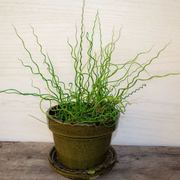 Twister Corkscrew Rush Grass, Ornamental Accent Plant, 3-6 Inch