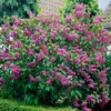 Old Fashion Lilac Bush - Fragrant Shrub - 14-20 Inch - Purple Blooms