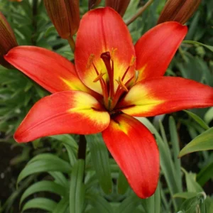Red Orange Trumpet Lily Bulbs - Pack of 5 Flower Bulbs