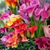 Mixed Calla Lily Bulbs - Assorted Colors - Garden Flower Bulbs