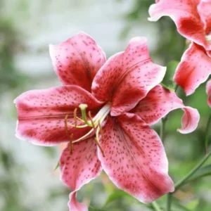 Pink Lily Bulbs - Pack of 5 Flower Bulbs for Spring Planting