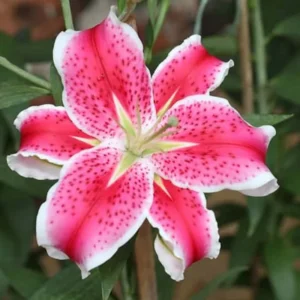 Pink Lily Bulbs - Pack of 5 Flower Bulbs for Spring Planting