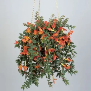 Goldfish Plant 7 Inch Potted Houseplant Indoor Decor