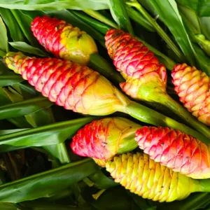 Shampoo Ginger Zingiber Zerumbet Plant - 4-8'' Tall - Tropical Beauty