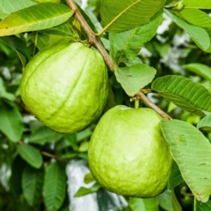 White Guava Tree - 4-8 Inch Tall Live Plant