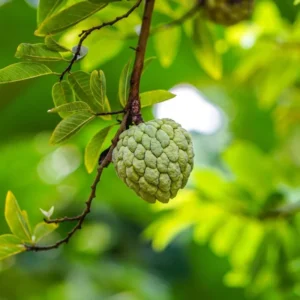 Sugar Apple Tree Seedling - 5-9 Inch Live Plant - Grow Your Own Fruit