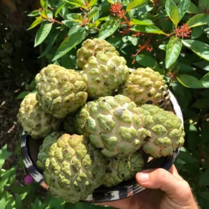 Sugar Apple Tree Seedling - 5-9 Inch Live Plant - Grow Your Own Fruit