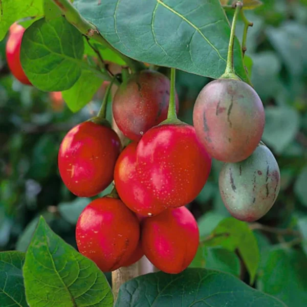Tamarillo Tomato Tree Plant - 4 to 8 Inch Starter Plant