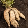 White Sweet Potato Slips - 10 Plant Starters for Home Gardens