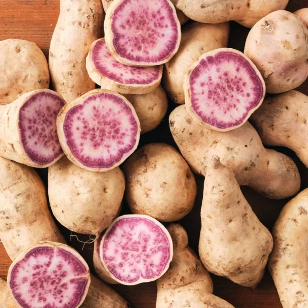 Okinawa Purple Sweet Potato Slips - 15 Healthy Starter Plants for Your Garden