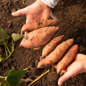 Beauregard Sweet Potato Slips - 10 Starter Plants - Grow Delicious Sweet Potatoes