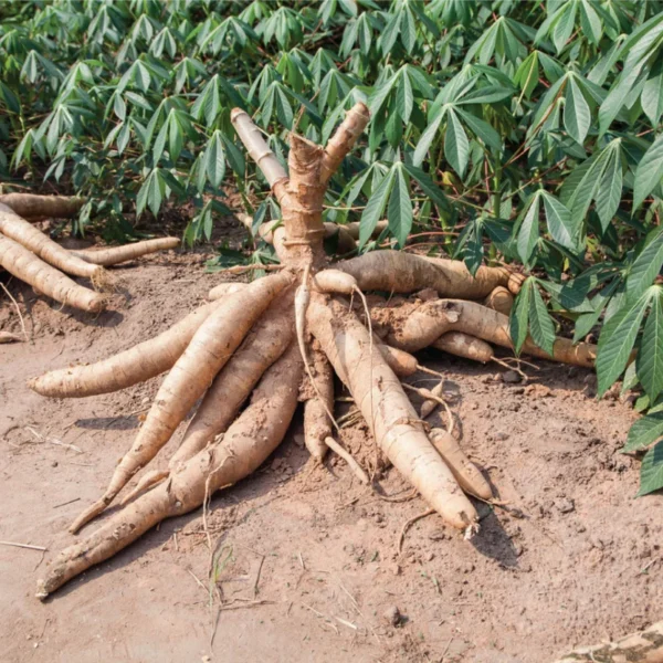 Sweet Cassava Cuttings Yuca Manihot Esculenta - 5 Fresh Stalks for Planting
