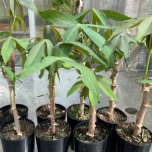 Sweet Cassava Cuttings - Yuca Manihot Esculenta - Set of 10 - Root Vegetable