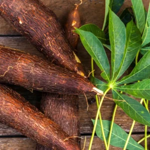 Sweet Cassava Cuttings - Yuca Manihot Esculenta - Set of 10 - Root Vegetable