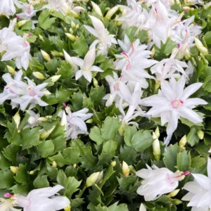 Christmas Cactus Plants - Live Flowering Succulent 3-5 Inch Indoor Houseplant