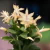 Christmas Cactus Plants - 4 Pack Winter Succulents - 3-5 Inch Tall - Indoor Outdoor