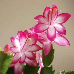 Christmas Cactus Plants - 4 Pack Winter Succulents - 3-5 Inch Tall - Indoor Outdoor