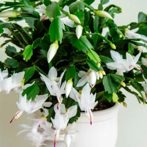 Christmas Cactus Plants - 4 Pack Winter Succulents - 3-5 Inch Tall - Indoor Outdoor
