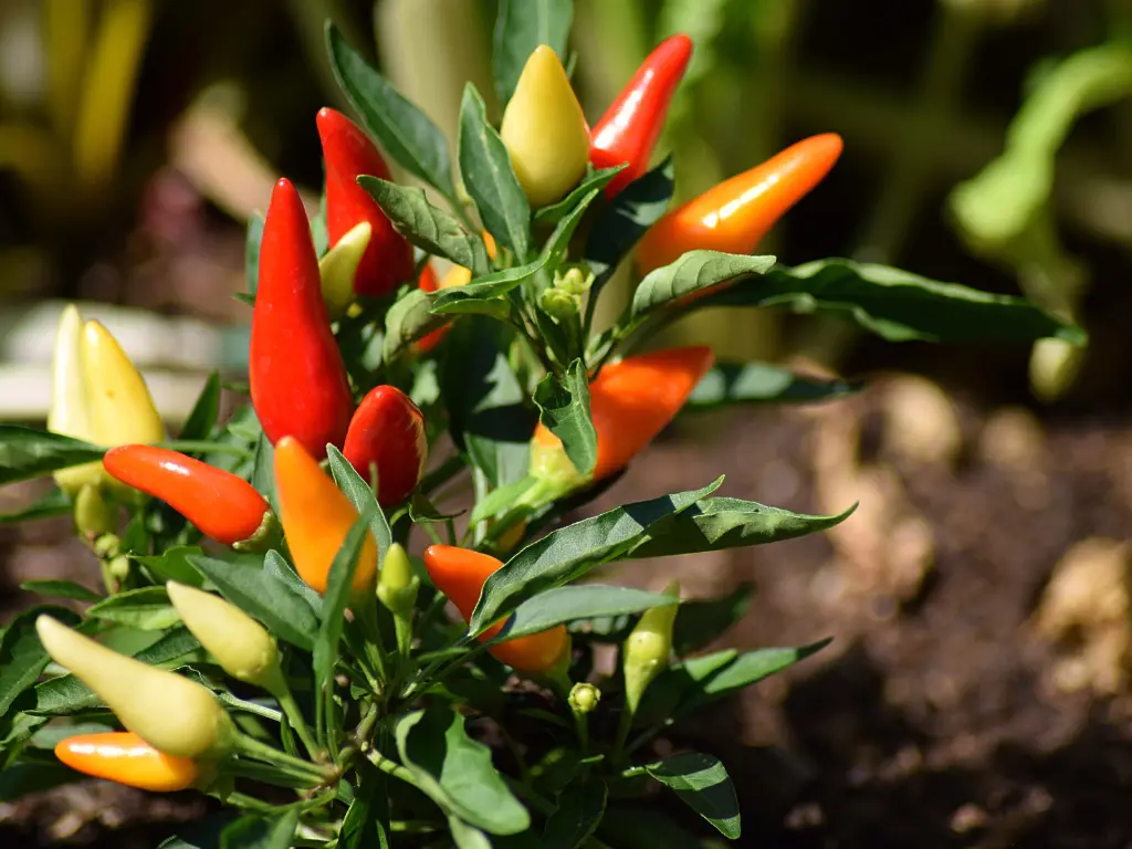 How to Care for Pepper Plants in Summer-What You Should Do Right Now For Thriving Plants 18 How to Care for Pepper Plants in Summer