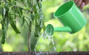 How to Care for Pepper Plants in Summer-What You Should Do Right Now For Thriving Plants 19 watering pepper plants