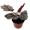 Krismet Begonia Plant 2.5" Pot - Ruffled Silver Leaves Houseplant