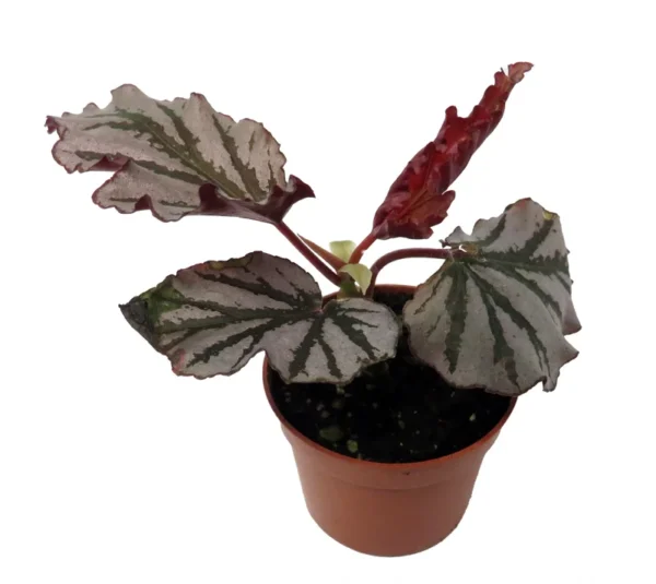 Krismet Begonia Plant 2.5" Pot - Ruffled Silver Leaves Houseplant