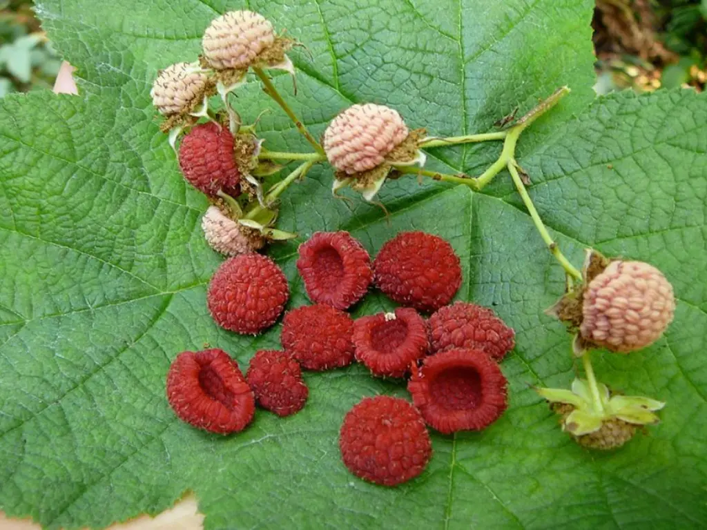 Growing Thimbleberry Plants: A Complete Guide for Gardeners 2 growing Thimbleberry plants