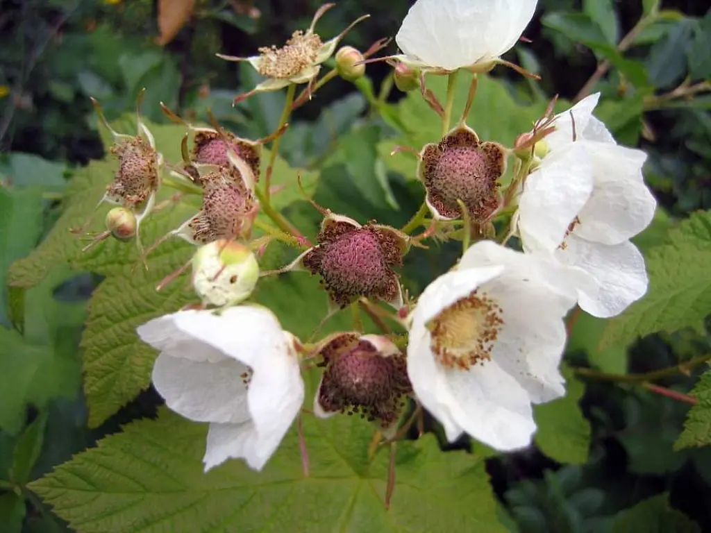 Growing Thimbleberry Plants: A Complete Guide for Gardeners 4 Thimbleberry flowers
