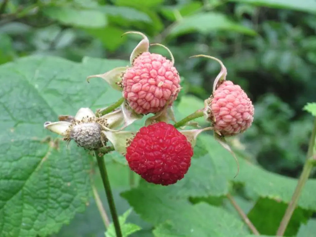 Growing Thimbleberry Plants: A Complete Guide for Gardeners 3 growing Thimbleberry
