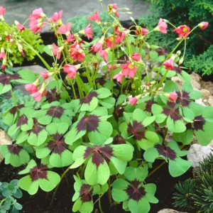 Iron Cross Shamrock Plant - 7 Inch Live Lucky Clover - Outdoor Garden