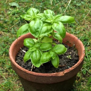 Basil Live Plant 8-10 Inch - Fresh Cooking Herb in 4 Inch Pot
