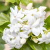 Sambac Jasmine Live Plant - 6 Inch Fragrant Flowering Shrub for Gardens