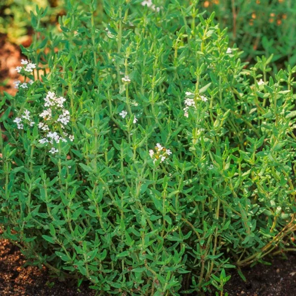Thyme Herb Plant Live Culinary Starter Plant 5-7 Inch