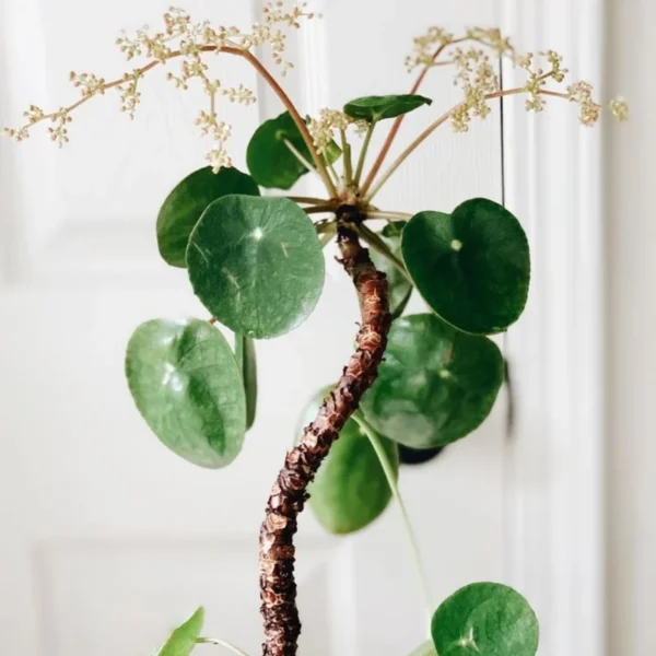 Pilea Peperomioides Money Plant - 5 Inch Live Houseplant for Home Decor