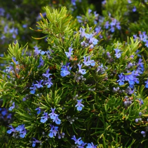 Rosemary Live Plant 8'' Tall - Culinary Herb, Ready to Plant