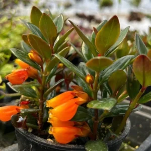 Goldfish Plant Live Houseplant 5-7'' - Container & Hanging Basket