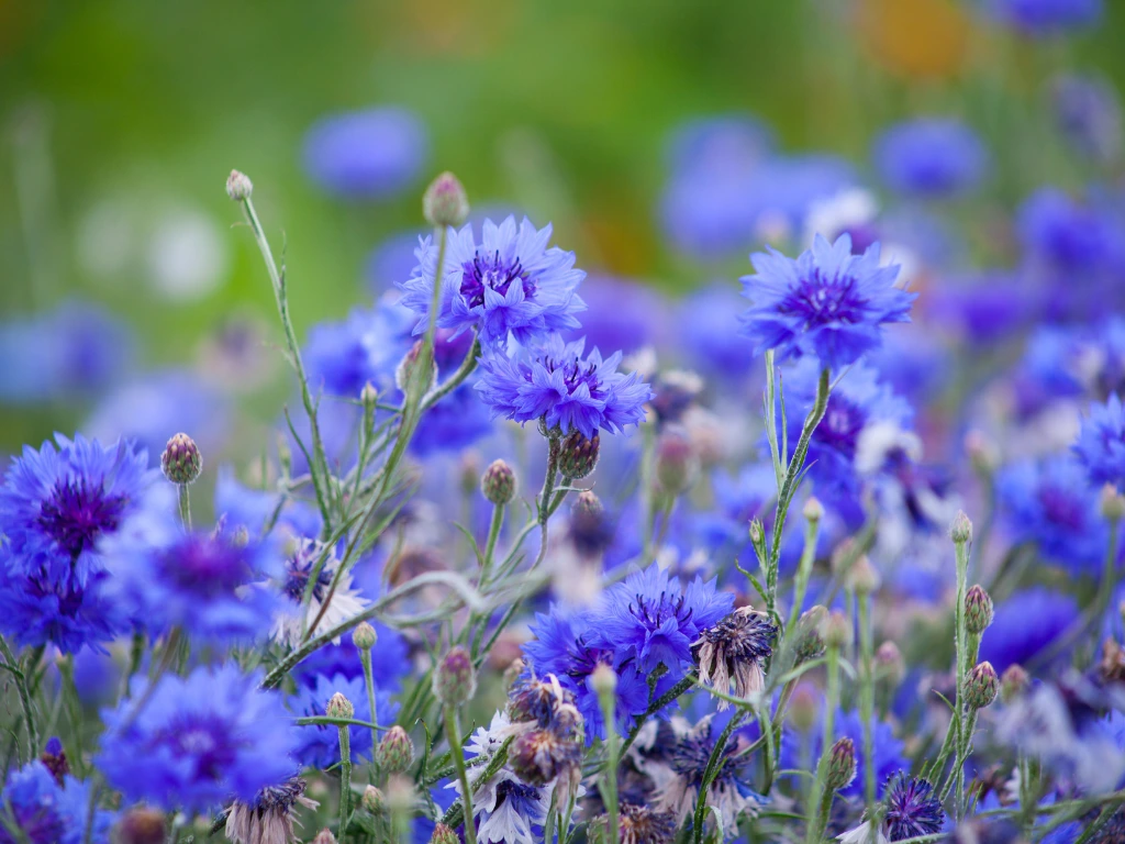 The Best Guide to Growing Cornflowers You’ll Ever Need 1 Cornflower