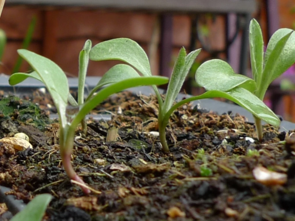 The Best Guide to Growing Cornflowers You’ll Ever Need 2 Cornflower seedlings