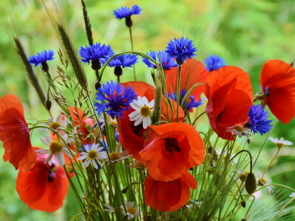 The Best Guide to Growing Cornflowers You’ll Ever Need 4 Cornflower and other flowers